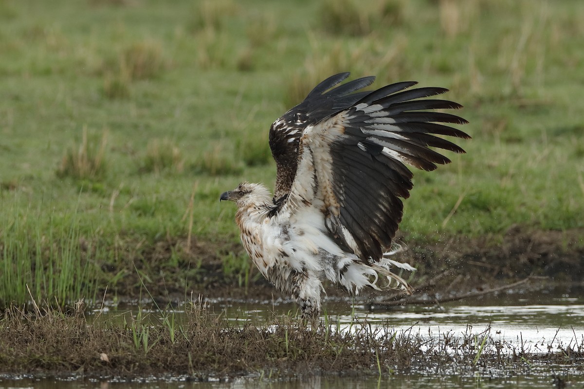 African Fish-Eagle - ML204308951