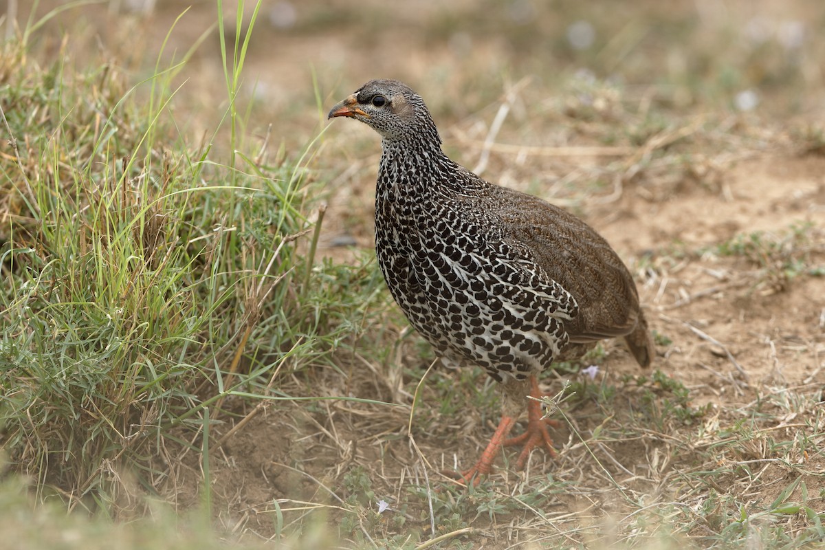 Hildebrandt's Spurfowl - Holger Teichmann