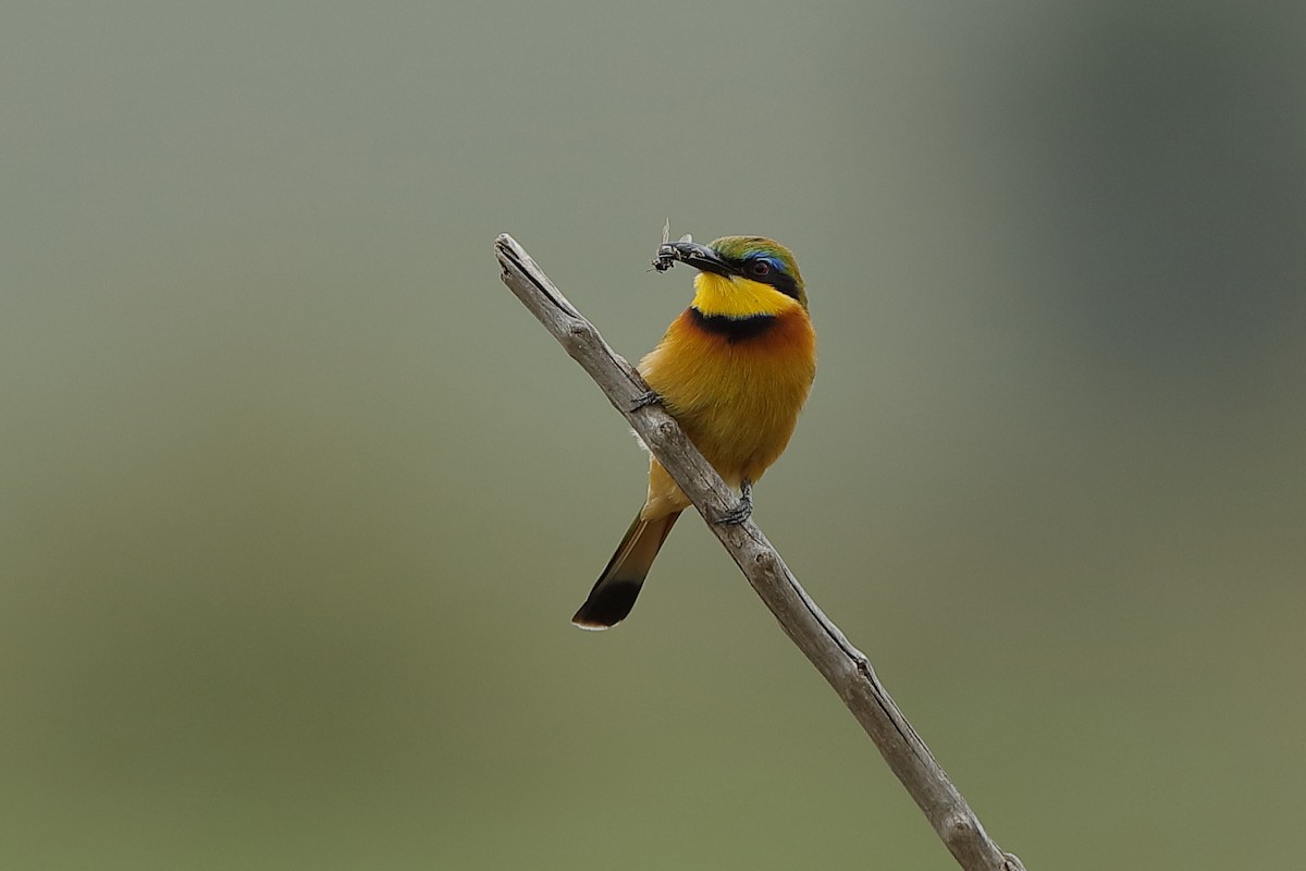 Little Bee-eater - ML204309021