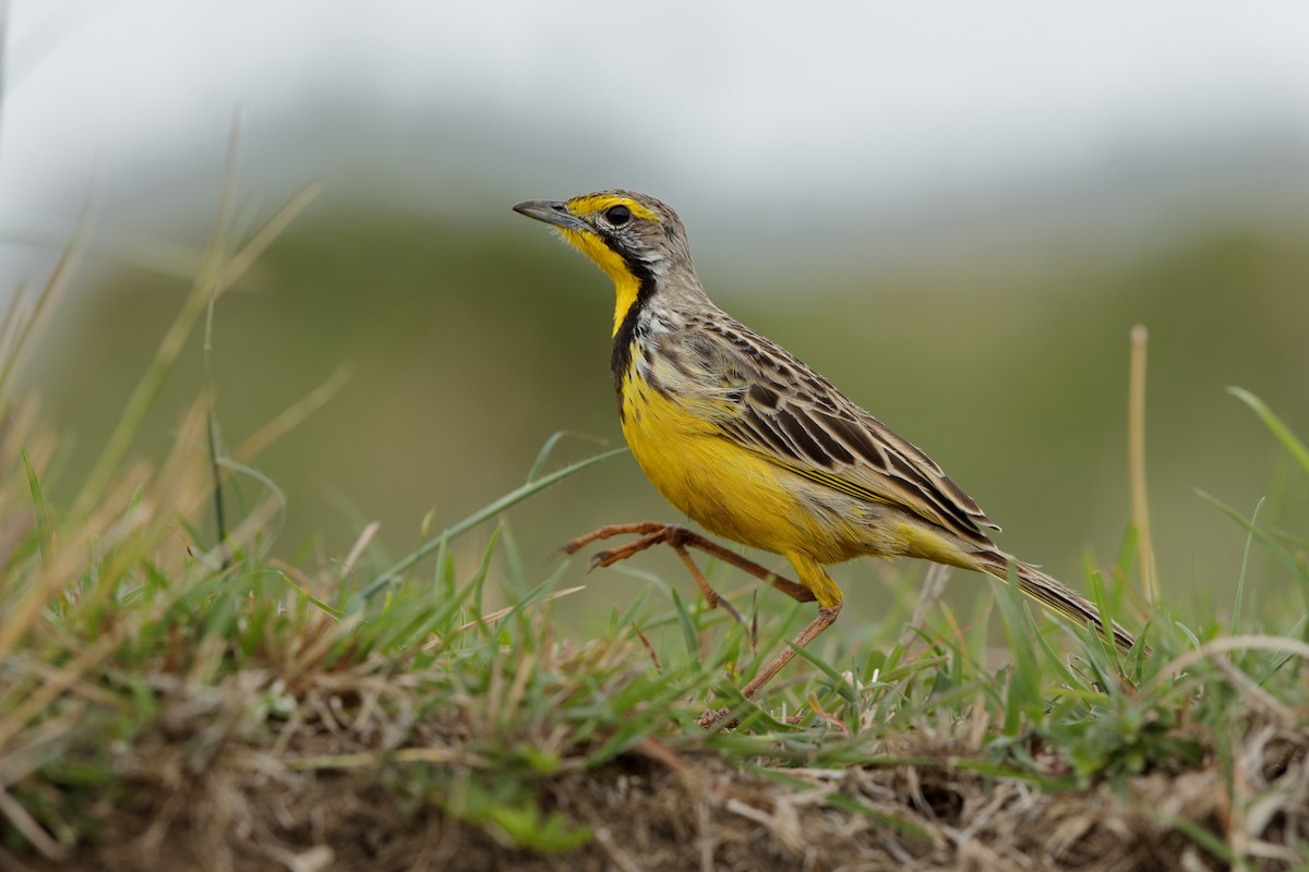 Yellow-throated Longclaw - ML204309061