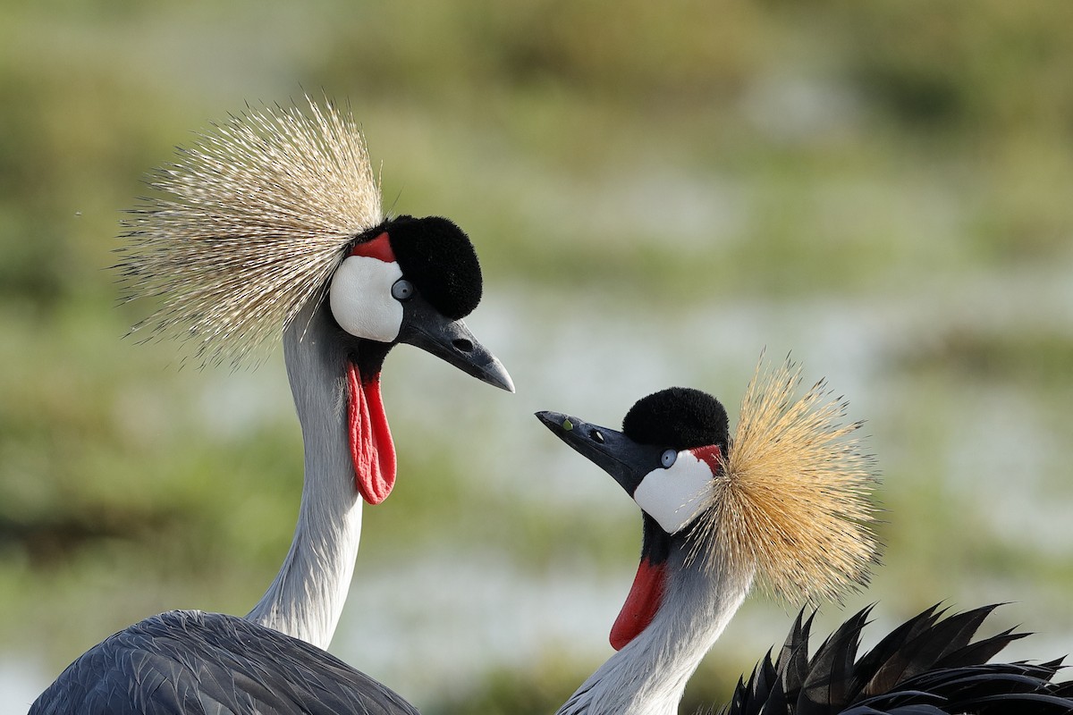 Gray Crowned-Crane - Holger Teichmann