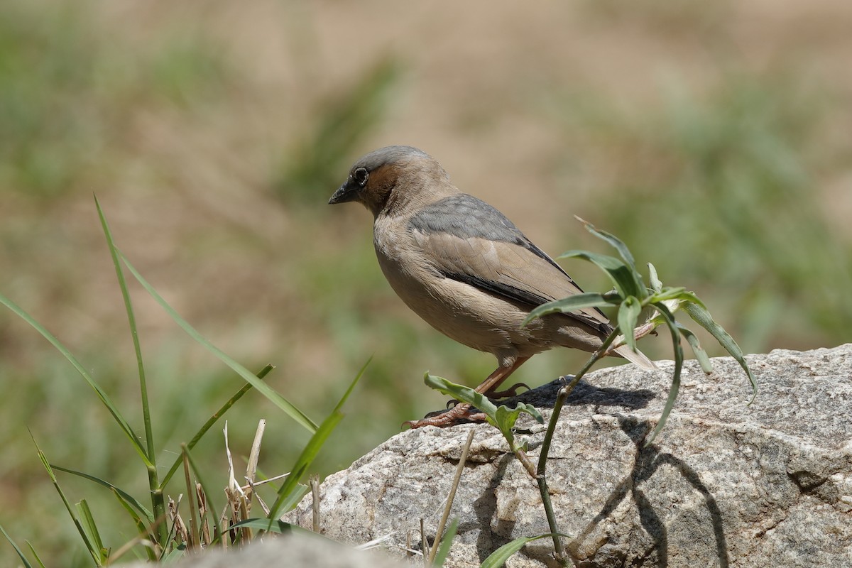 Gray-headed Social-Weaver - Holger Teichmann