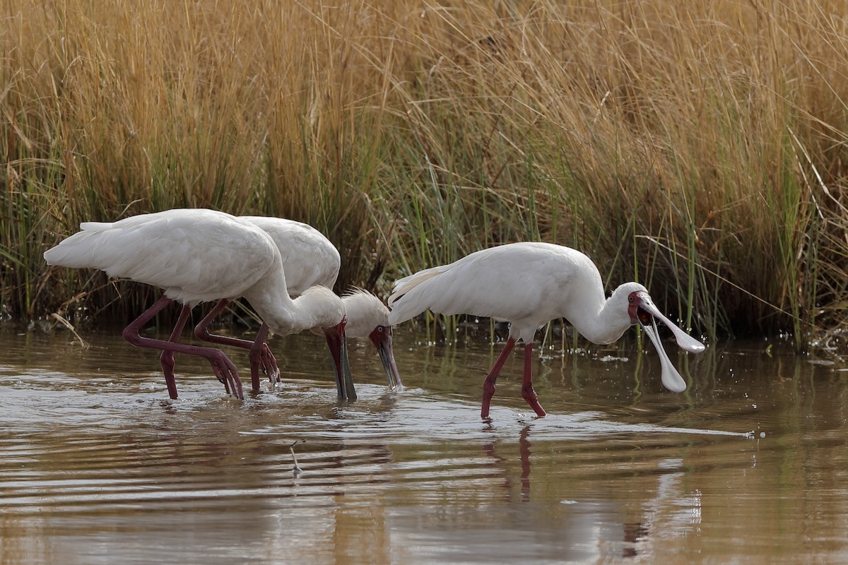 African Spoonbill - Holger Teichmann