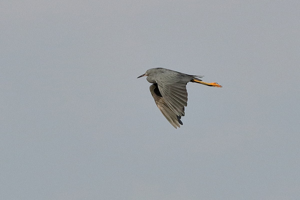Slaty Egret - ML204310011