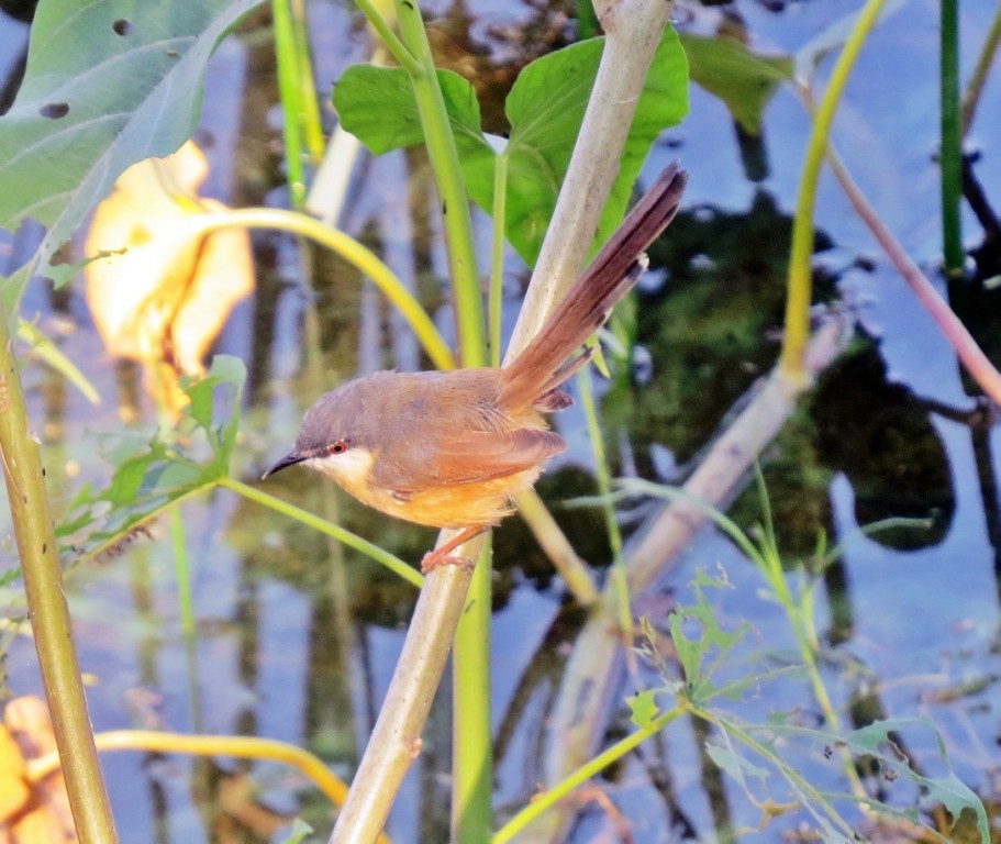 Ashy Prinia - Shailesh Darji