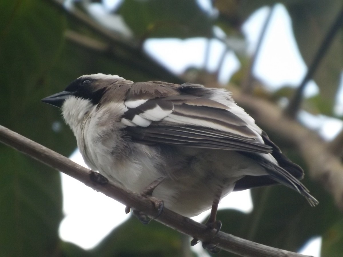 White-browed Sparrow-Weaver - ML204310791