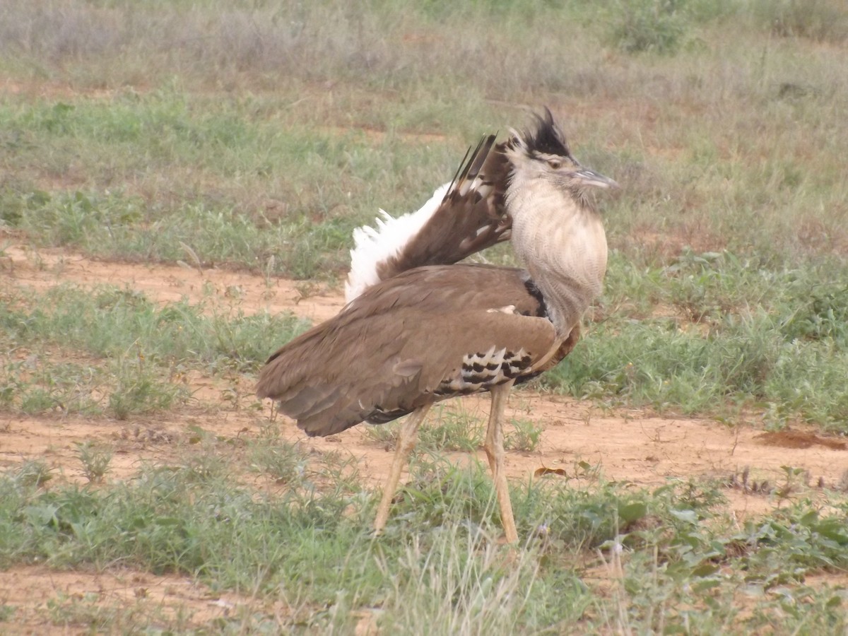 Kori Bustard - Boaz Ogola