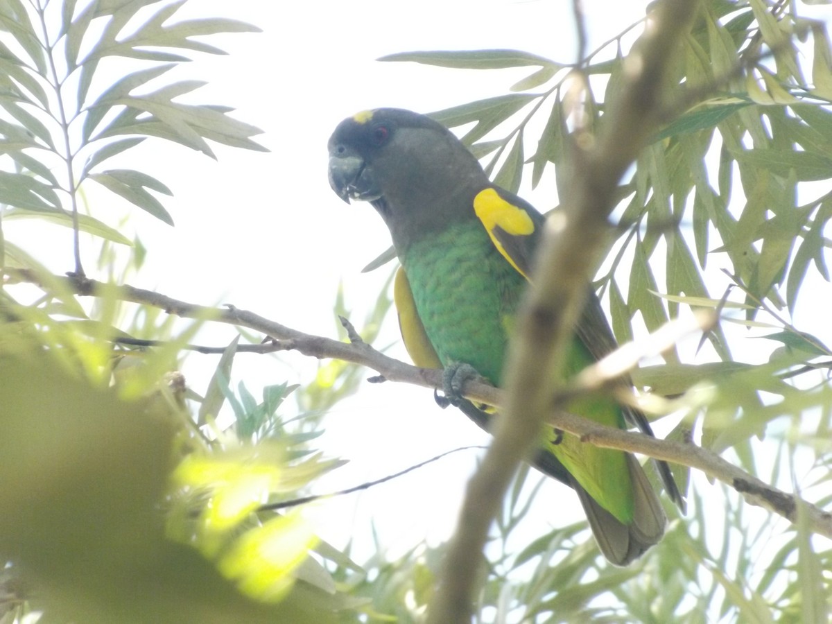 Meyer's Parrot - ML204310921