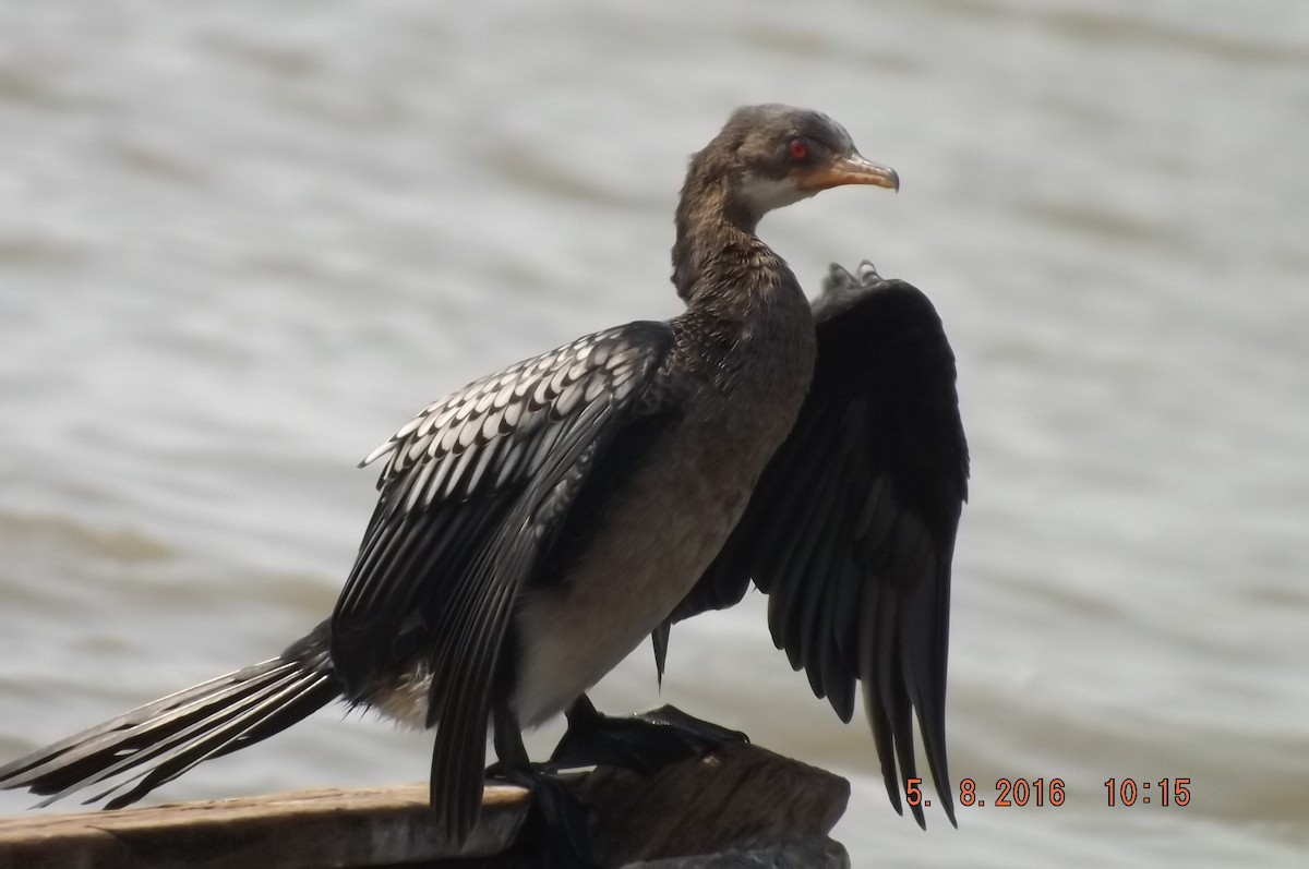 Long-tailed Cormorant - ML204310941