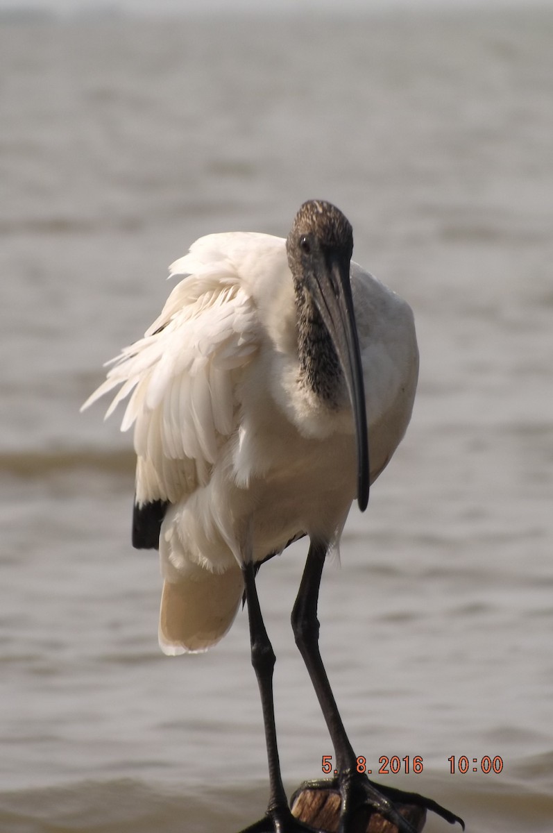 ibis posvátný - ML204310981