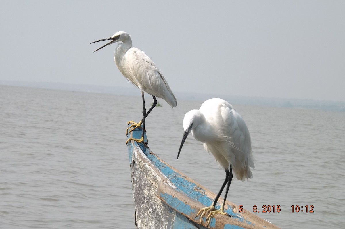 Little Egret (Western) - ML204311001