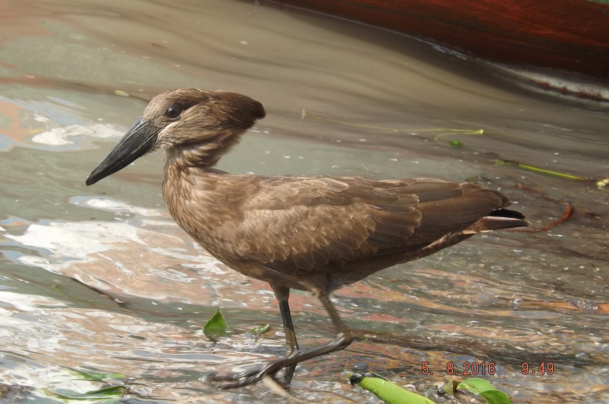 Hamerkop - ML204311021