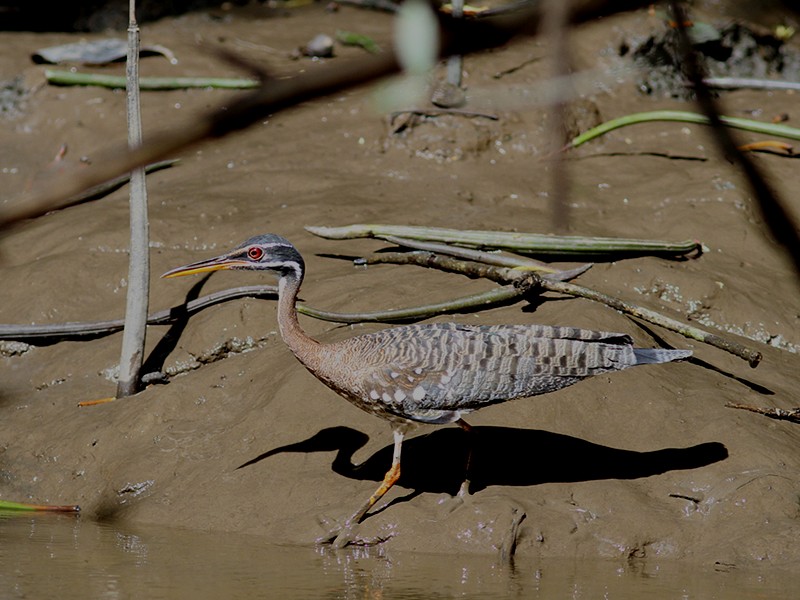 Sunbittern - ML204311141