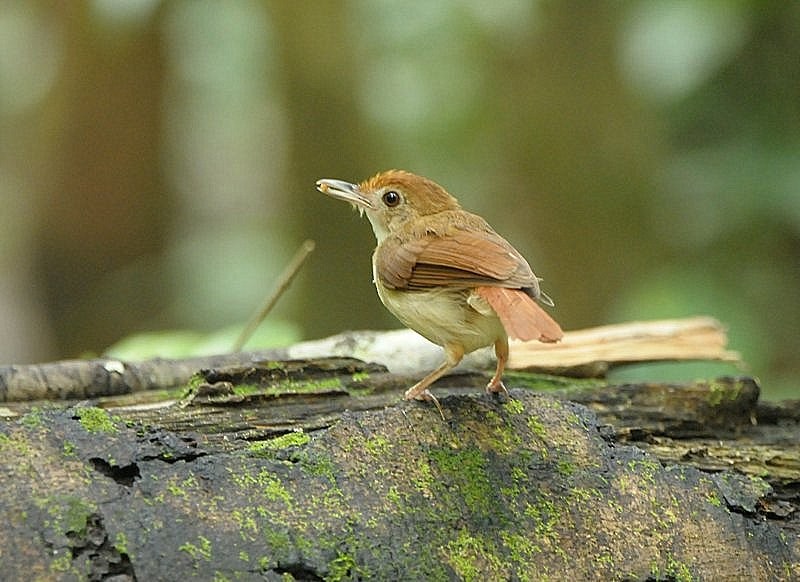 Ferruginous Babbler - ML204311241