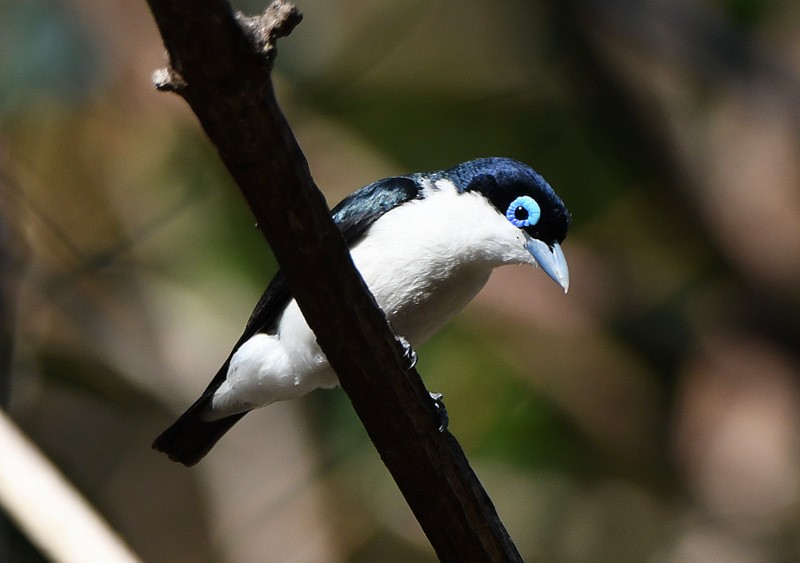 Chabert Vanga - ML204311281