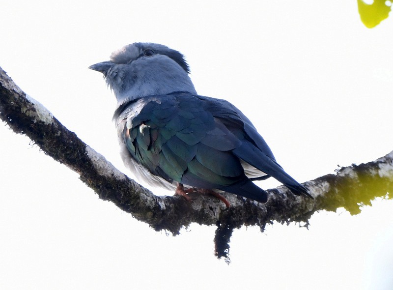 Cuckoo-roller - ML204311291