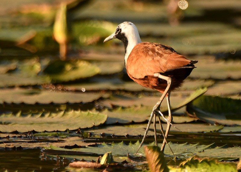 Madagascar Jacana - Tadeusz Stawarczyk