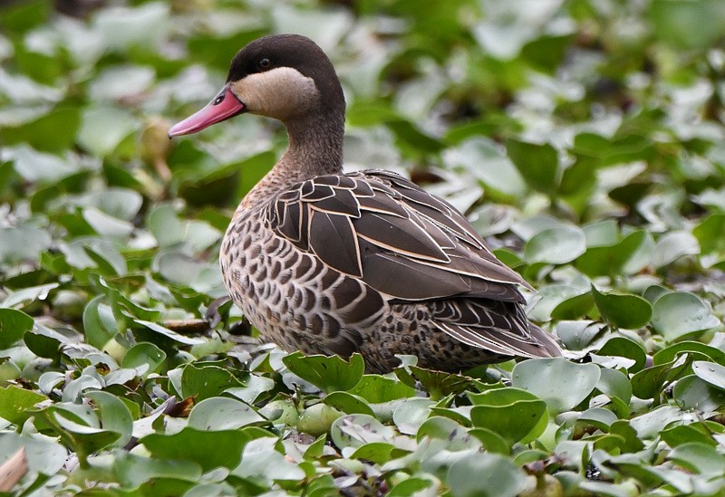 Canard à bec rouge - ML204311331