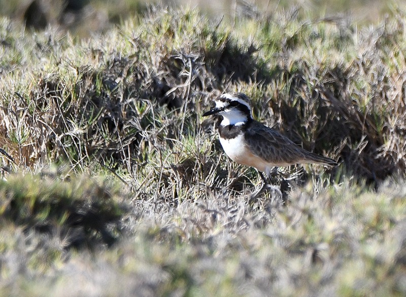 Madagascar Plover - Tadeusz Stawarczyk