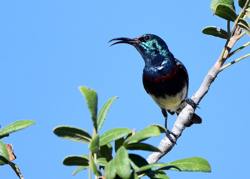 Souimanga Sunbird (White-bellied) - ML204311441