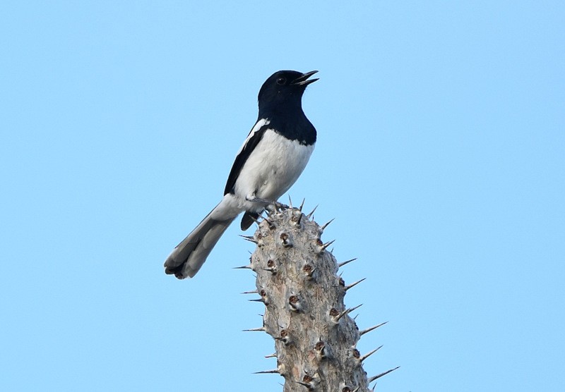 Madagascar Magpie-Robin - ML204311451
