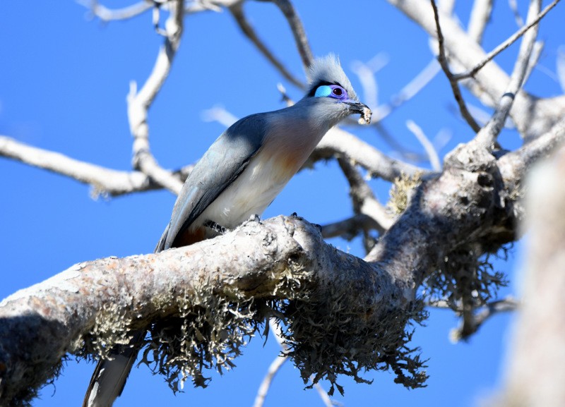 Crested Coua (Chestnut-vented) - ML204311471