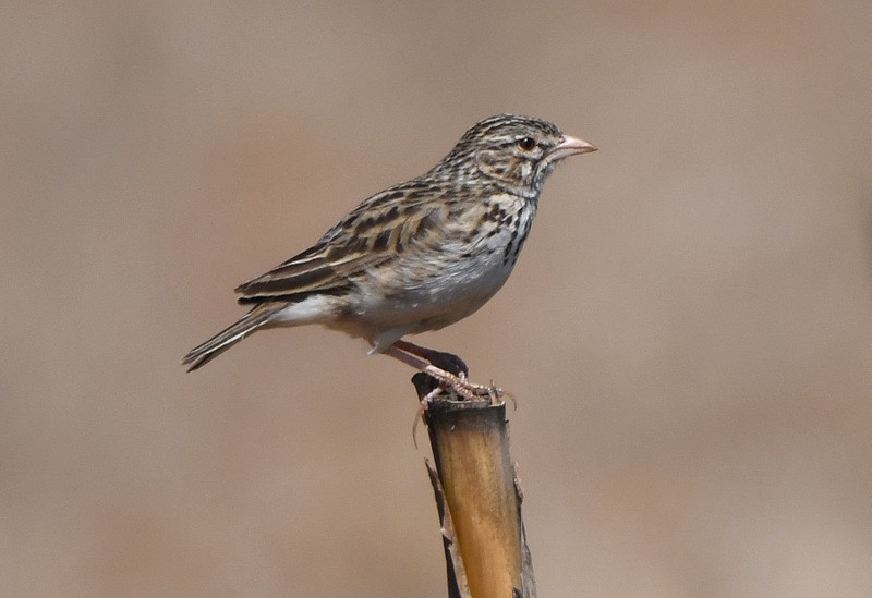 Madagascar Lark - ML204311531