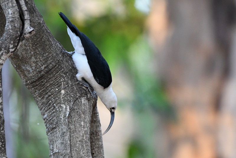 Sickle-billed Vanga - Tadeusz Stawarczyk