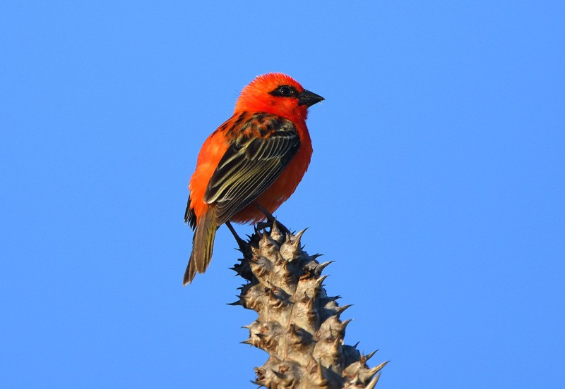 Red Fody - ML204311561