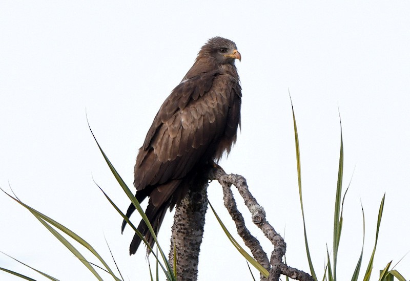 luňák hnědý (ssp. aegyptius/parasitus) - ML204311591