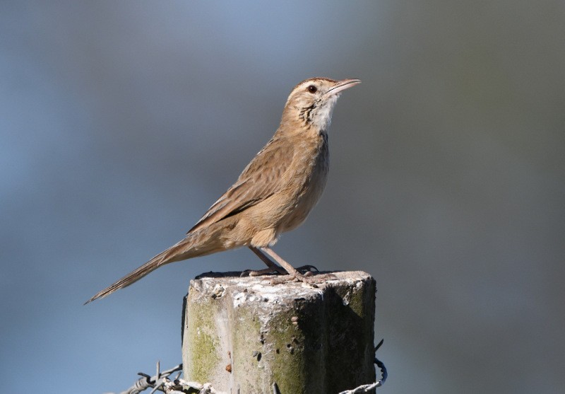 Firewood-gatherer - Tadeusz Stawarczyk