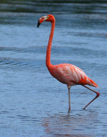American Flamingo - Hal and Kirsten Snyder