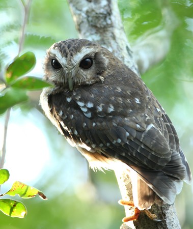 Bare-legged Owl - ML204312031