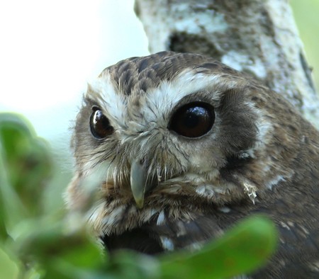 Bare-legged Owl - ML204312041