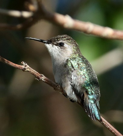 Bee Hummingbird - ML204312061