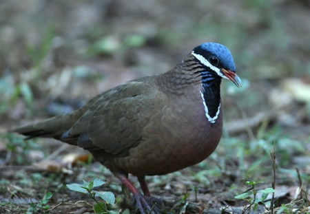 Blue-headed Quail-Dove - ML204312111