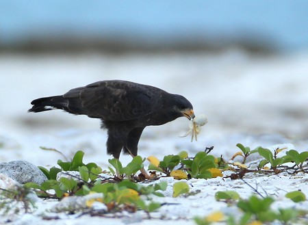 Cuban Black Hawk - ML204312161