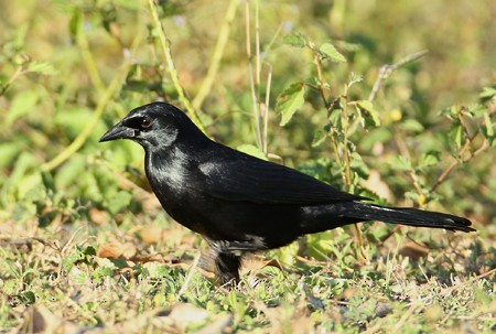 Cuban Blackbird - ML204312171