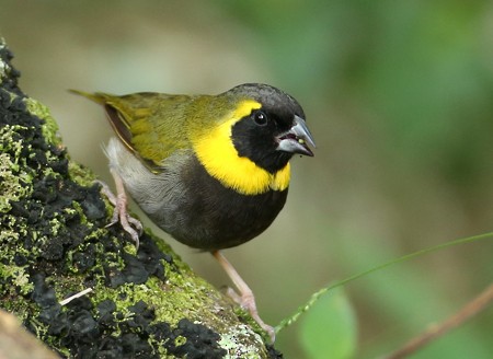 Cuban Grassquit - ML204312211