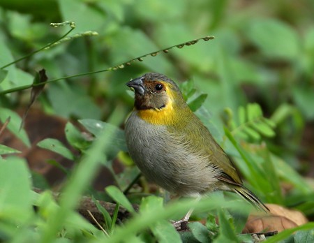 Cuban Grassquit - ML204312221