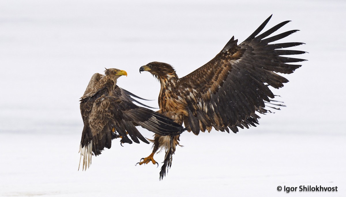 White-tailed Eagle - ML204312771