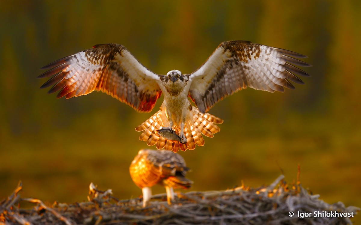 Águila Pescadora (haliaetus) - ML204312811