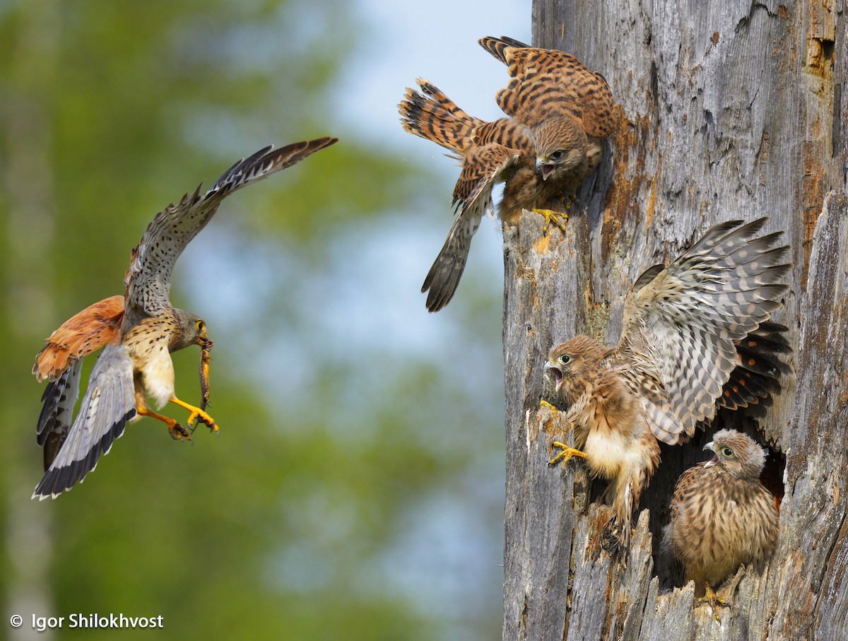 Eurasian Kestrel (Eurasian) - ML204312831