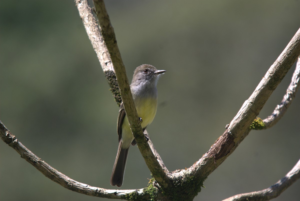 Pale-edged Flycatcher - ML204313001