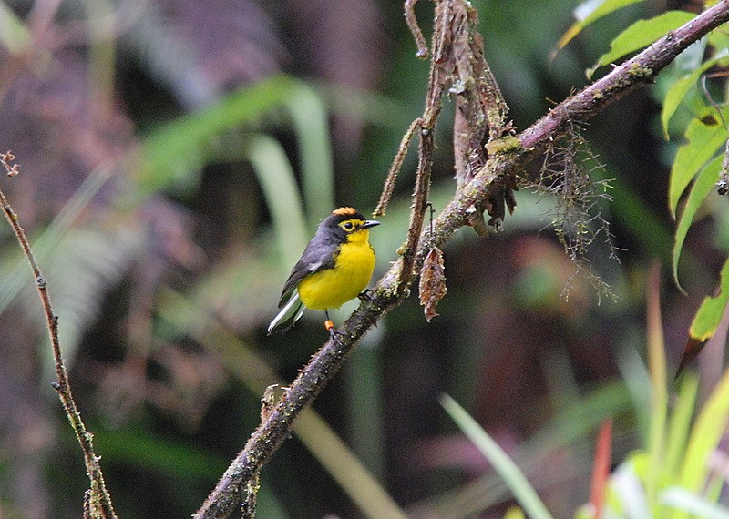Spectacled Redstart - ML204313091