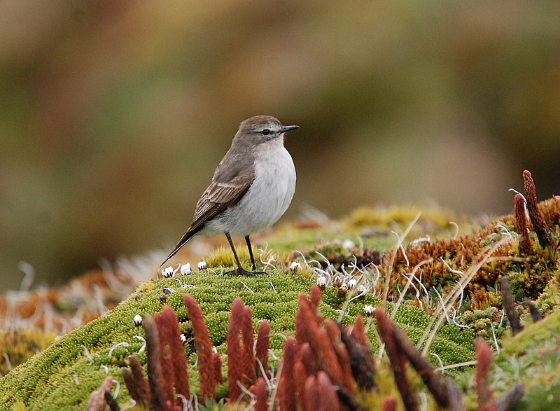 Plain-capped Ground-Tyrant - Tadeusz Stawarczyk