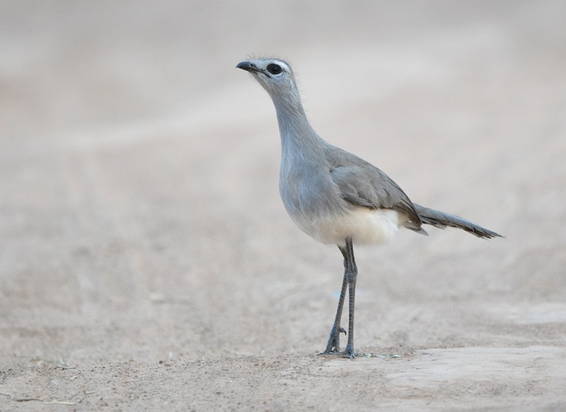 Black-legged Seriema - ML204313321