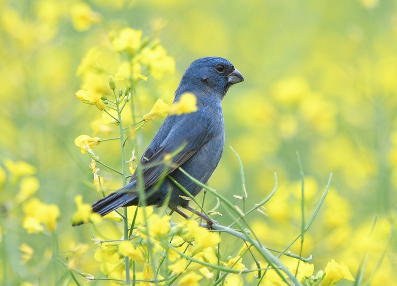 Glaucous-blue Grosbeak - Tadeusz Stawarczyk