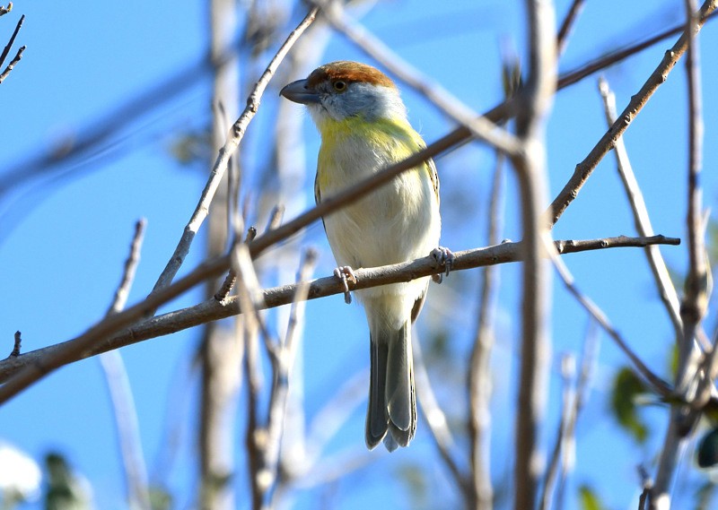 Rufous-browed Peppershrike (Chaco) - ML204313391