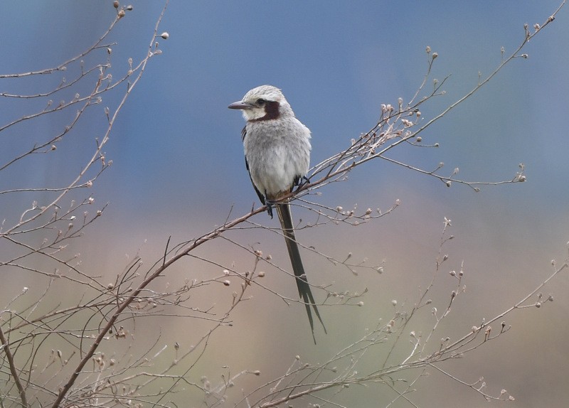 Streamer-tailed Tyrant - ML204313551